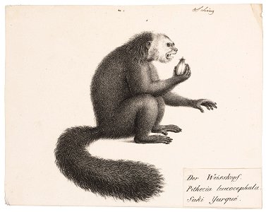 Pithecia leucocephala - 1809-1845 - Print - Iconographia Zoologica - Special Collections University of Amsterdam - UBA01 IZ20200230