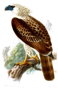 PithecophagaJefferyiKeulemans