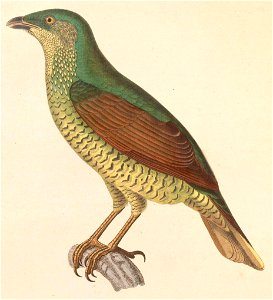 Ptilonorhynchus violaceus female 1838