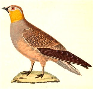 Pterocles coronatus male 1838