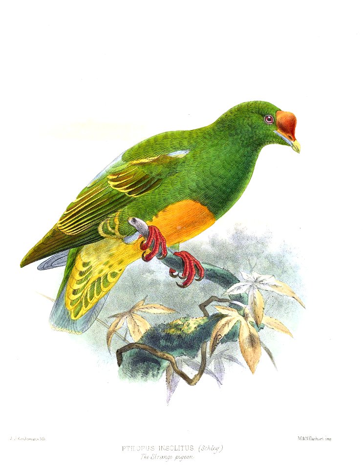 PtilopusInsolitusKeulemans