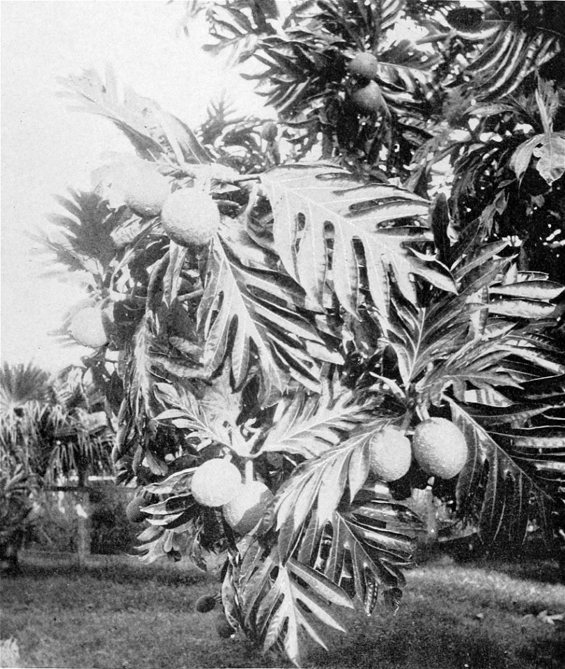PSM V48 D835 Breadfruit tree