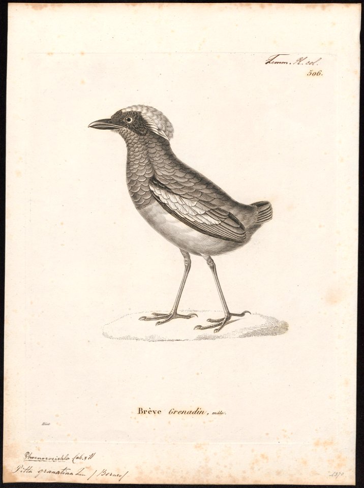 Pitta granatina - 1700-1880 - Print - Iconographia Zoologica - Special Collections University of Amsterdam - UBA01 IZ16400269