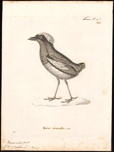 Pitta granatina - 1700-1880 - Print - Iconographia Zoologica - Special Collections University of Amsterdam - UBA01 IZ16400269
