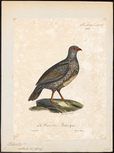 Ptilopachus ventralis - 1825-1834 - Print - Iconographia Zoologica - Special Collections University of Amsterdam - UBA01 IZ17100001