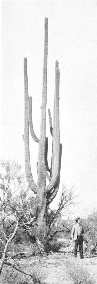 PSM V51 D659 Giant cactus cereus giganteus