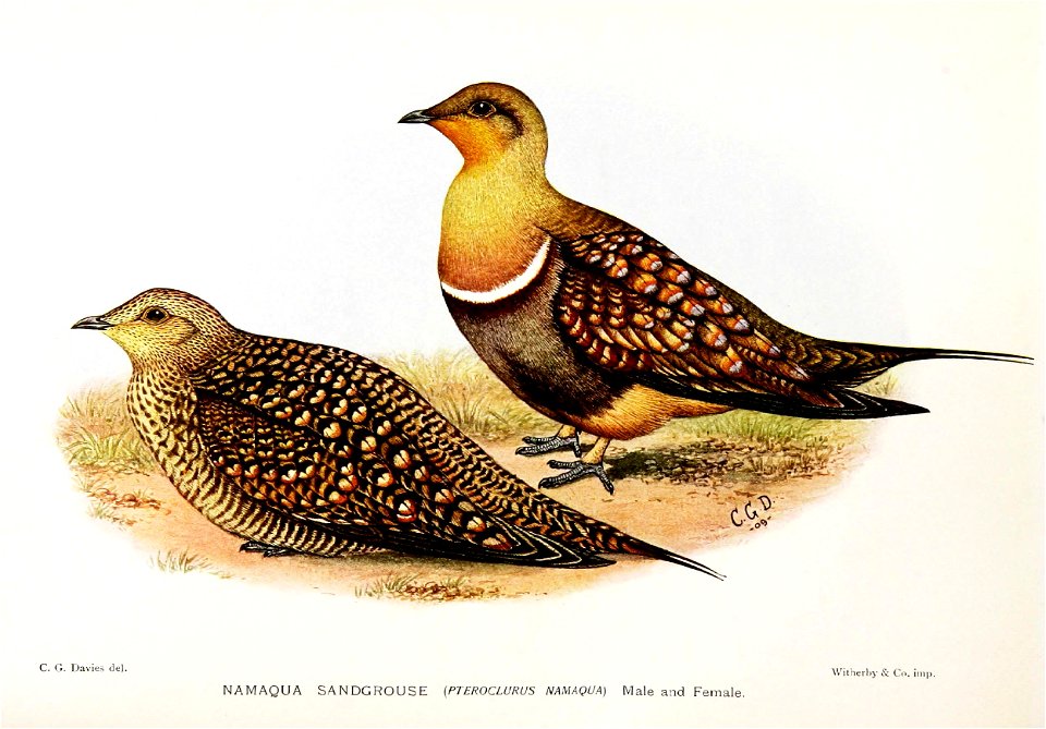 PteroclurusNamaquaDavies