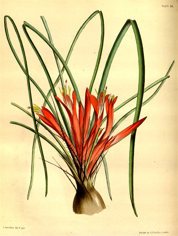 Pitcairnia heterophylla Paxton 86