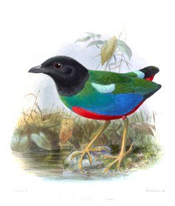 PittaRosenbergiiKeulemans