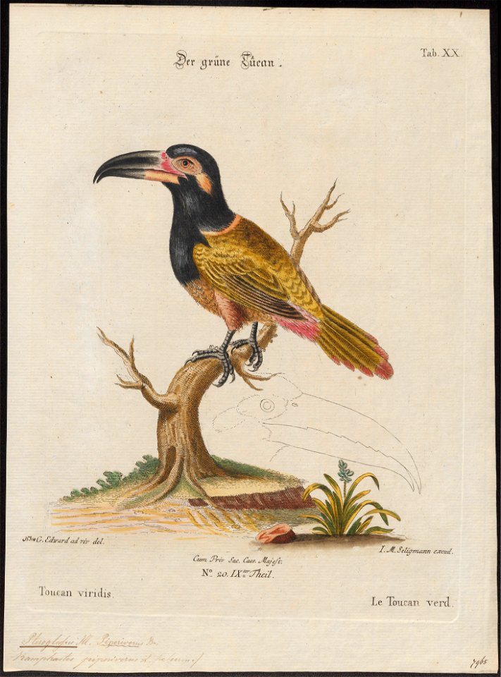 Pteroglossus piperivorus - 1700-1880 - Print - Iconographia Zoologica - Special Collections University of Amsterdam - UBA01 IZ19300248
