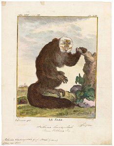 Pithecia leucocephala - 1700-1880 - Print - Iconographia Zoologica - Special Collections University of Amsterdam - UBA01 IZ20200222