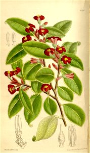 Pittosporum colensoi 136-8305
