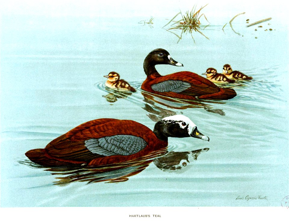 PteronettaHartlaubiFuertes