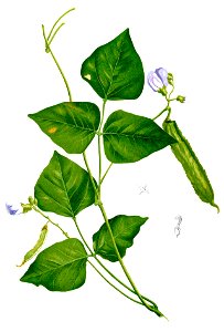 Psophocarpus tetragonolobus Blanco2.293-cropped