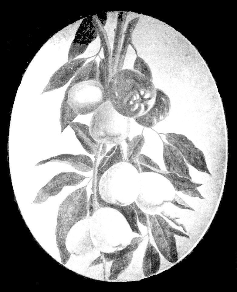 PSM V48 D837 Ohias or mountain apples