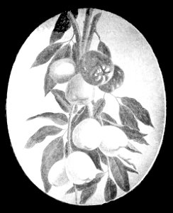 PSM V48 D837 Ohias or mountain apples