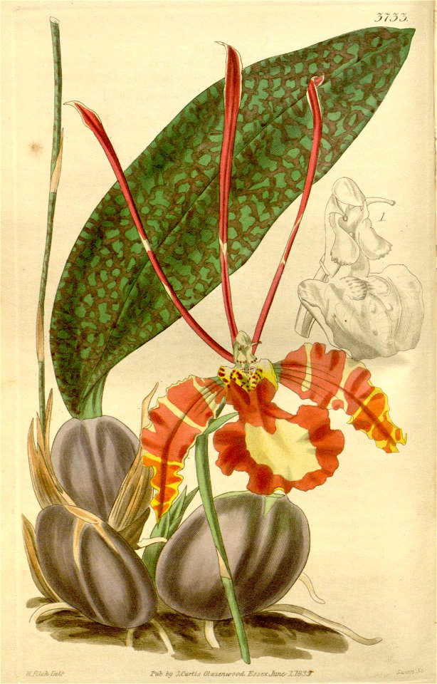 Psychopsis papilio (Oncidium p.)-Curtis' 66-3733 (1840)