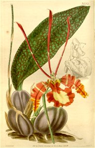 Psychopsis papilio (Oncidium p.)-Curtis' 66-3733 (1840)