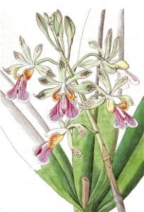 Psychilis bifida (as Epidendrum bifidum) - Edwards vol 22 pl 1879 (1836) - cropped