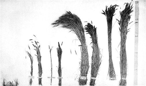 PSM V48 D687 Wheat and barley grown on reclaimed land