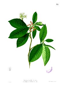 Psychotria tacpo Blanco1.55