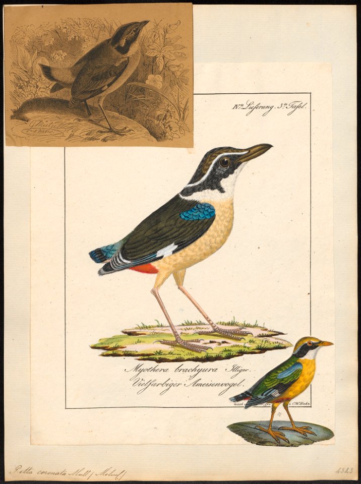 Pitta coronata - 1700-1880 - Print - Iconographia Zoologica - Special Collections University of Amsterdam - UBA01 IZ16400247