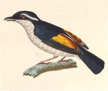 Pteruthius flaviscapis 1838