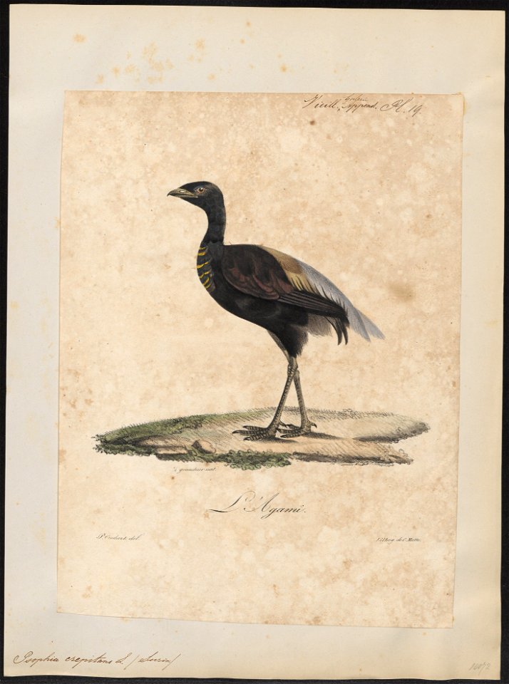 Psophia crepitans - 1825-1834 - Print - Iconographia Zoologica - Special Collections University of Amsterdam - UBA01 IZ17300051