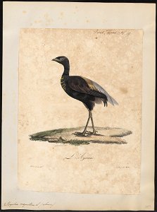 Psophia crepitans - 1825-1834 - Print - Iconographia Zoologica - Special Collections University of Amsterdam - UBA01 IZ17300051