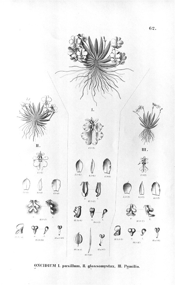 Psygmorchis pusilla . . Flora Brasiliensis 3-6-62