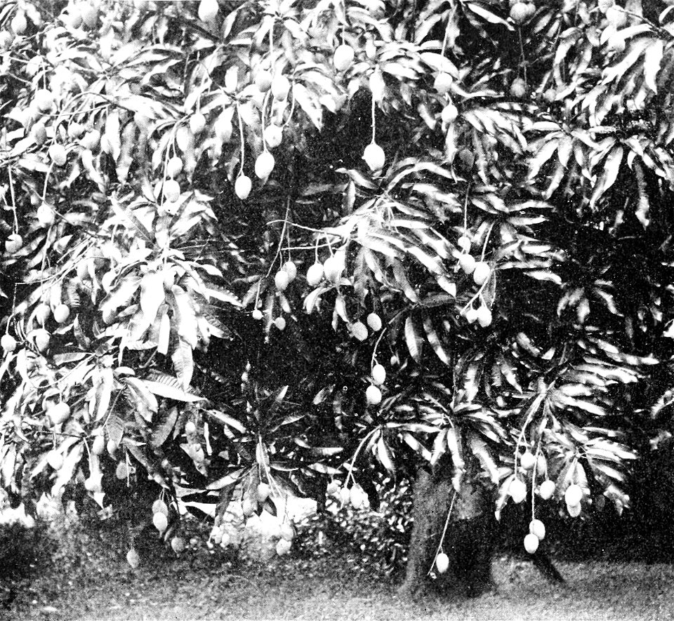 PSM V48 D836 Mango tree from the hawaiian islands