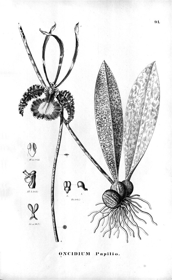 Psychopsis papilio (as Oncidium papilio )-Fl.Br.3-6-91