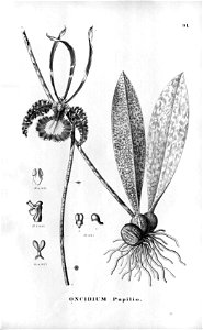 Psychopsis papilio (as Oncidium papilio )-Fl.Br.3-6-91