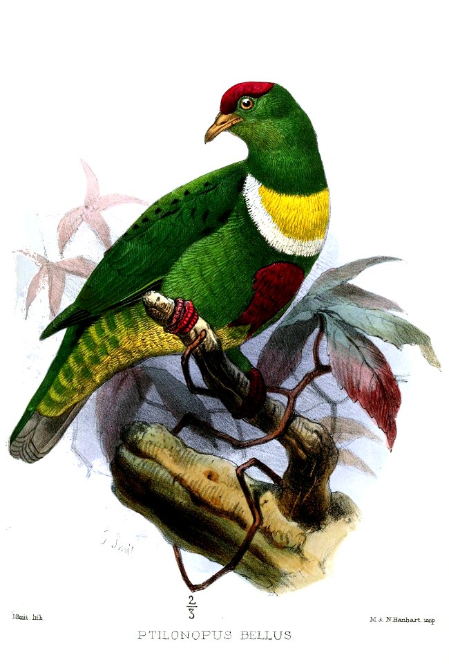 PtilonopusBellusSmit