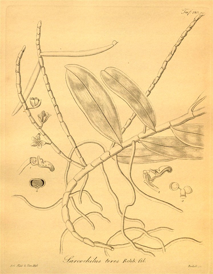 Pteroceras teres (as Sarcochilus teres) - Xenia 2 pl 140