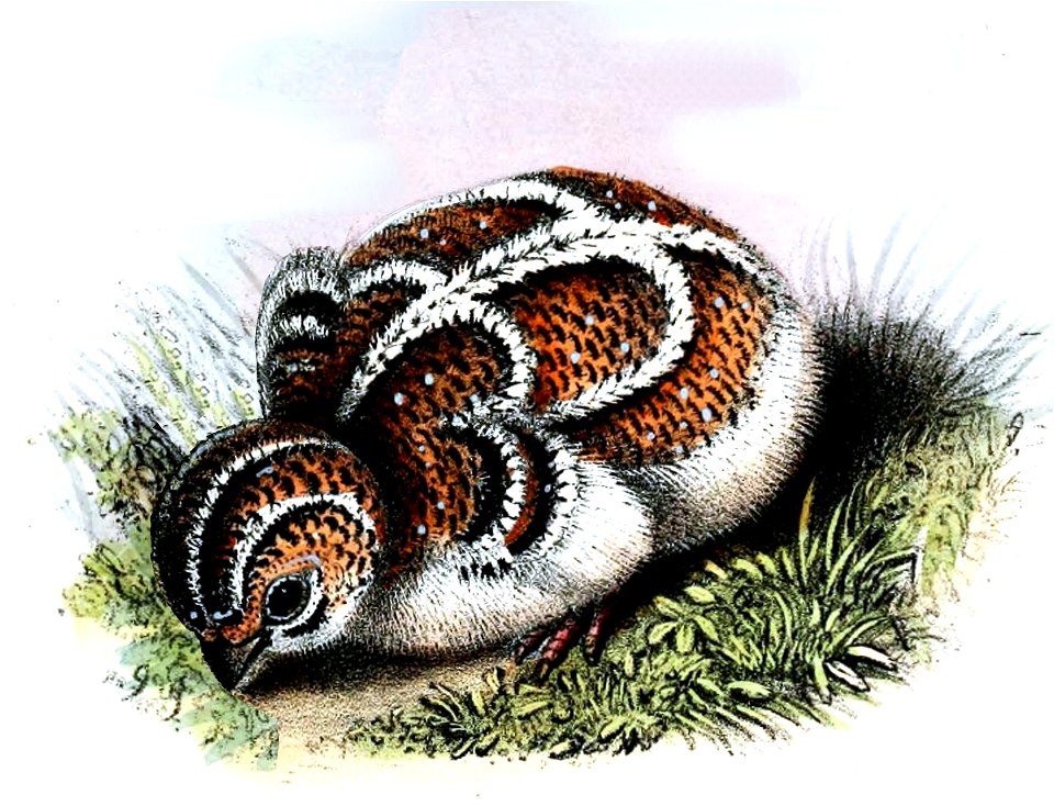 Pterocles alchata Smit