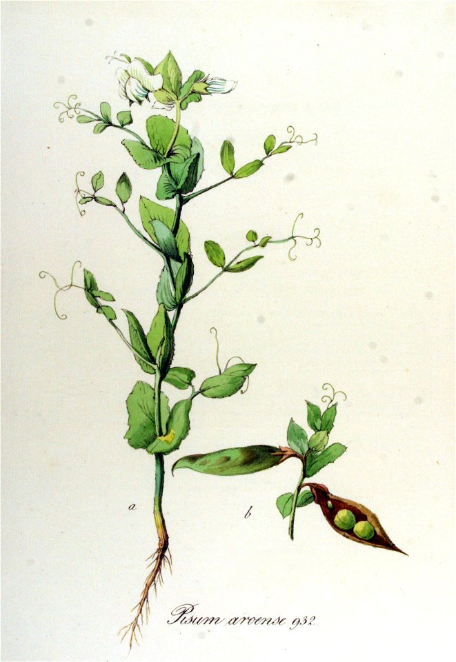Pisum arvense — Flora Batava — Volume v12