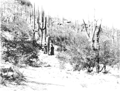 PSM V51 D658 A cactus forest