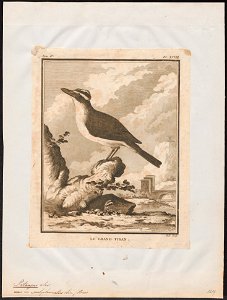 Pitangus sulphuratus - 1700-1880 - Print - Iconographia Zoologica - Special Collections University of Amsterdam - UBA01 IZ16500313