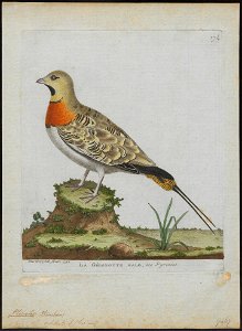Pterocles alchata - 1790-1796 - Print - Iconographia Zoologica - Special Collections University of Amsterdam - UBA01 IZ16900033