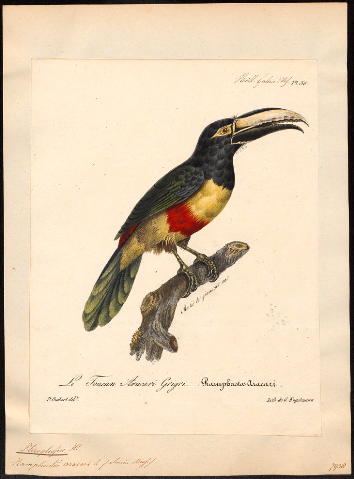Pteroglossus aracari - 1825-1834 - Print - Iconographia Zoologica - Special Collections University of Amsterdam - UBA01 IZ19300238