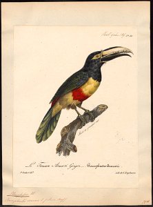 Pteroglossus aracari - 1825-1834 - Print - Iconographia Zoologica - Special Collections University of Amsterdam - UBA01 IZ19300238