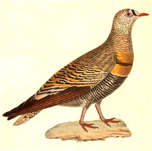 Pterocles lichtensteinii male 1838