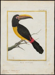 Pteroglossus viridis - 1700-1880 - Print - Iconographia Zoologica - Special Collections University of Amsterdam - UBA01 IZ19300244