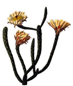 Pterocactus tuberosus BlKakteenT140