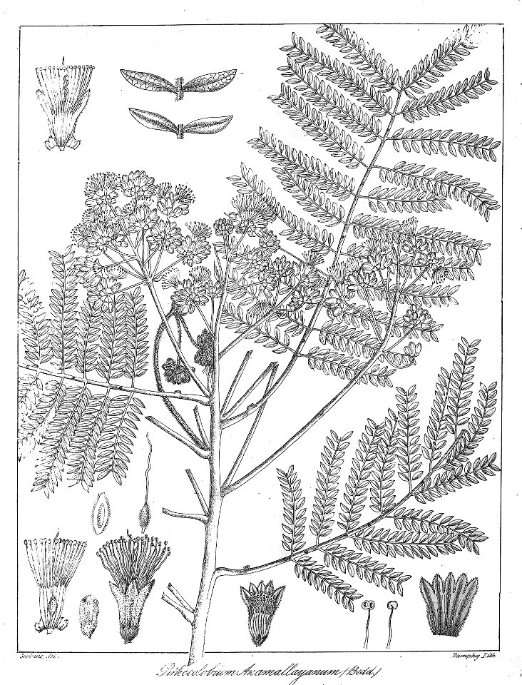 Pithecellobium anamalayanum Govindoo