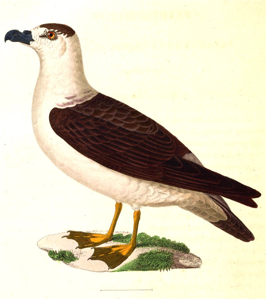 Pterodroma hasitata 1838