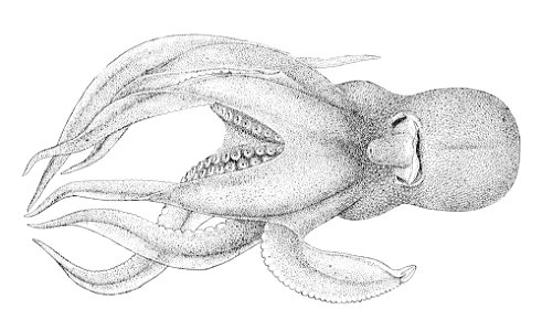 Pteroctopus hoylei