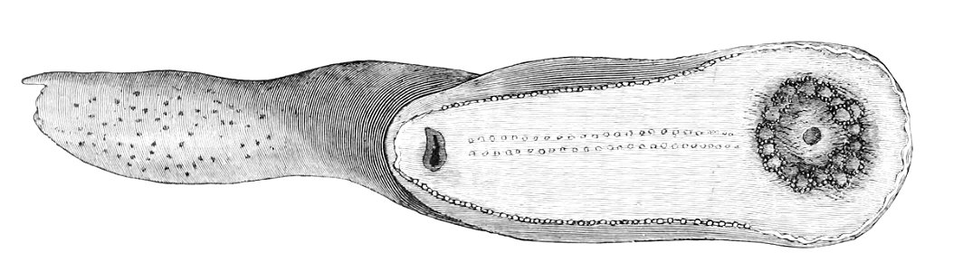 Psychropotes longicauda