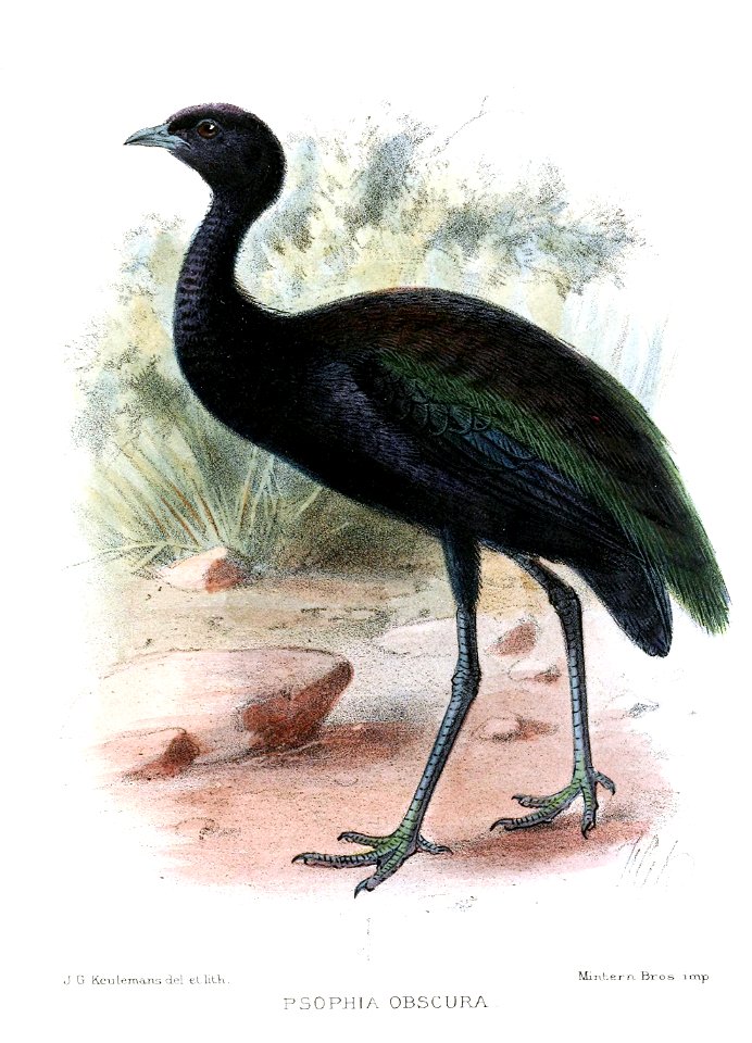 PsophiaObscuraKeulemans